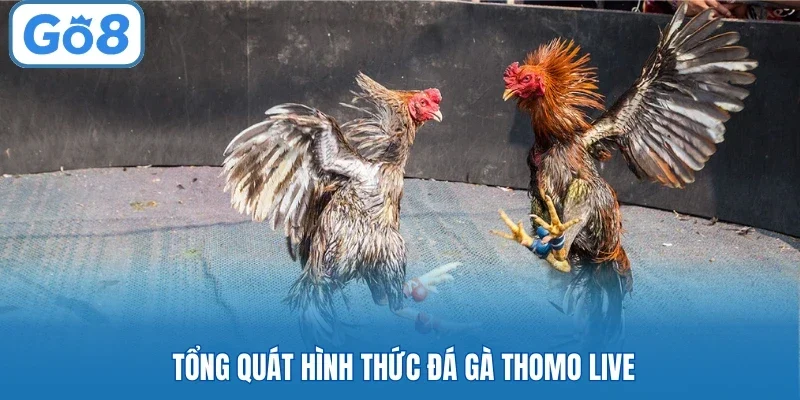 Tổng quát hình thức đá gà Thomo live
