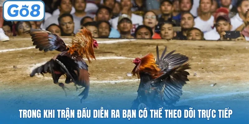 Trận đấu đang diễn nhưng có thể đặt cược